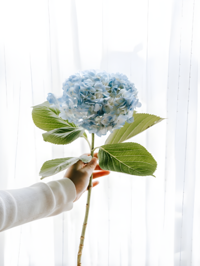 Ramo de Hortensias